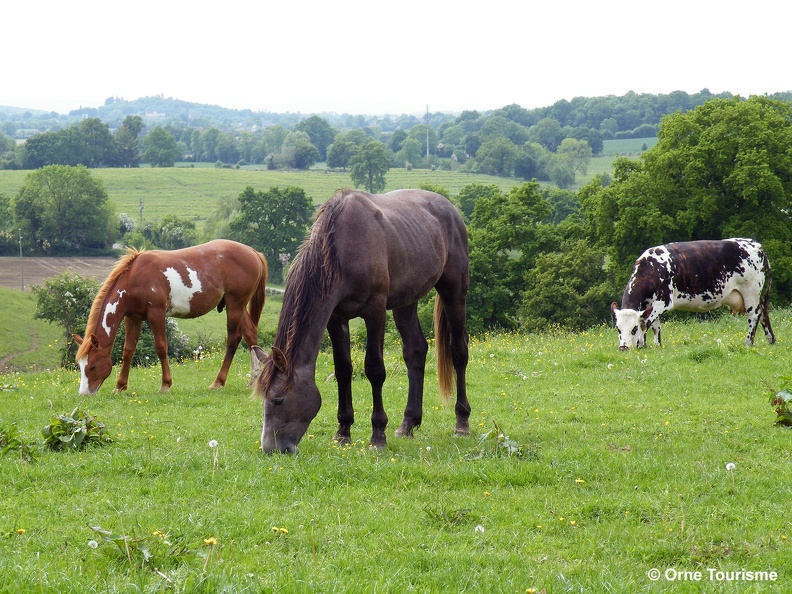 Chevaux dans l'Orne en Normandie