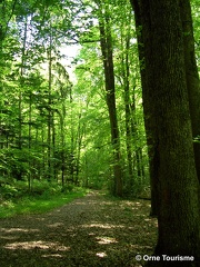 Chemin forestier dans l'Orne en Normandie
