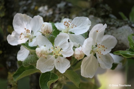 Fleurs de Pommiers