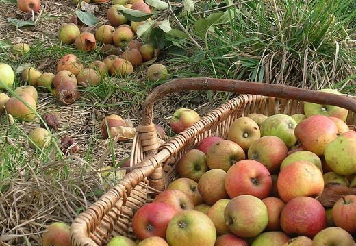panier-pommes-a-cidre-cphoto-Orne-Tourisme
