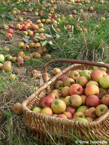 panier-pommes-a-cidre-cphoto-Orne-Tourisme