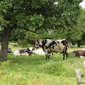 Vache normande