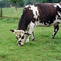 Vache normande