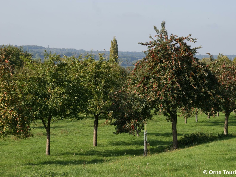 Les vergers du Pays d'Auge Ornais