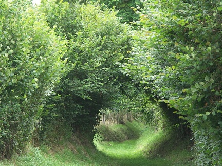Chemin de randonnée dans l'Orne en Normandie