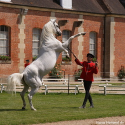 Le Haras national du Pin
