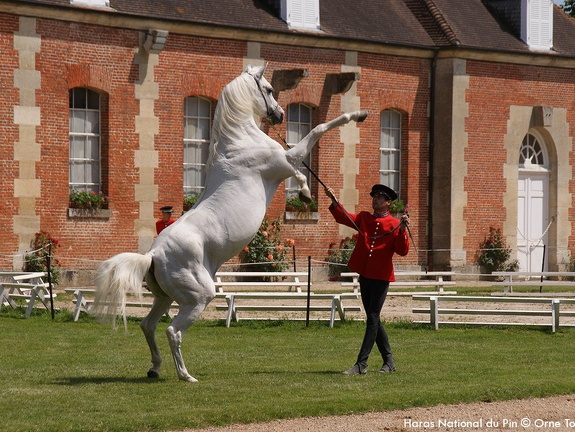 Haras national du Pin