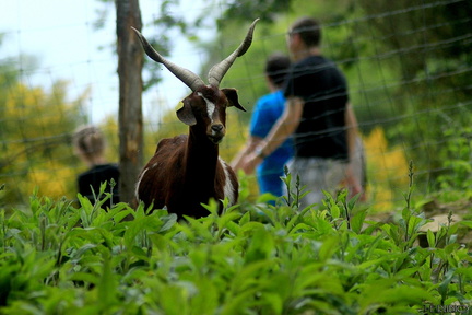 Le parc animalier d'Ecouves - Le bouillon
