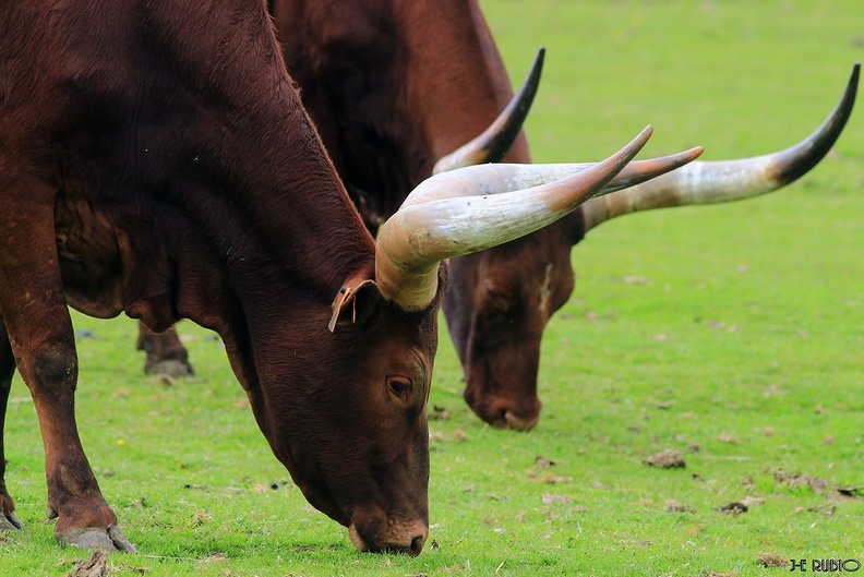 Le parc animalier d'Ecouves - Le bouillon