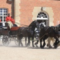 Haras national du Pin - spectacles