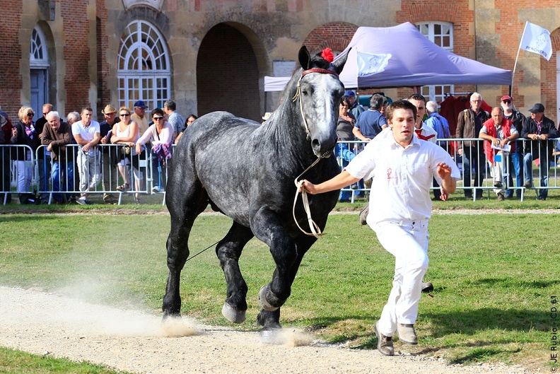 Haras national du Pin - spectacles