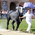 Haras national du Pin - spectacles