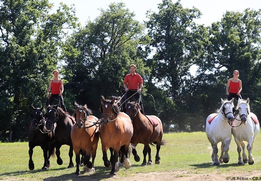 La Michaudière, la ferme du cheval de trait