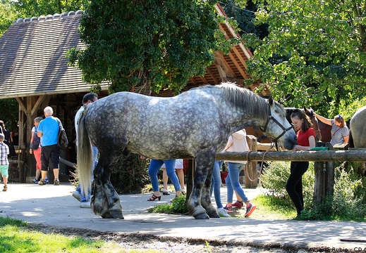 La Michaudière, la ferme du cheval de trait