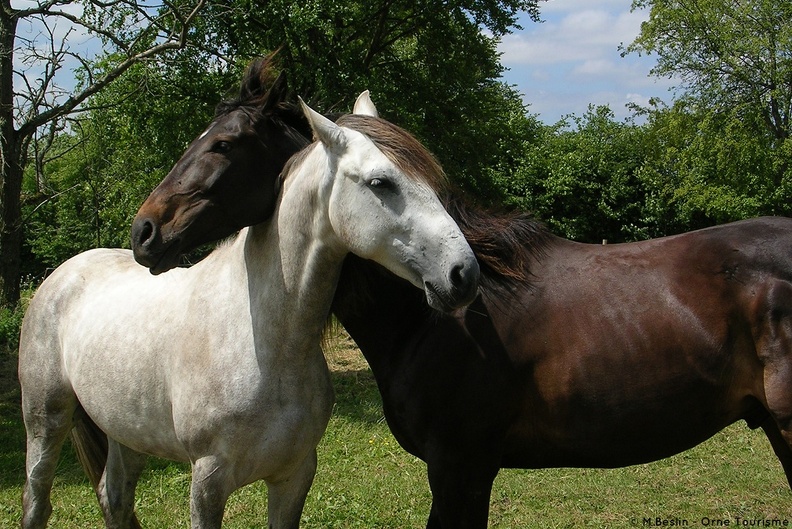 Chevaux