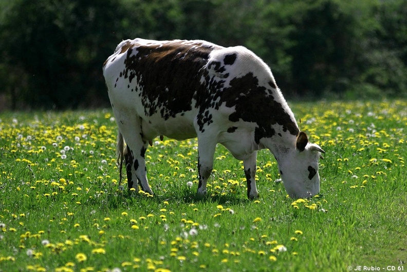 vache normande