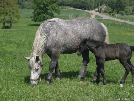 Percherons