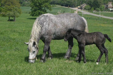Percherons
