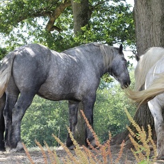 Percherons