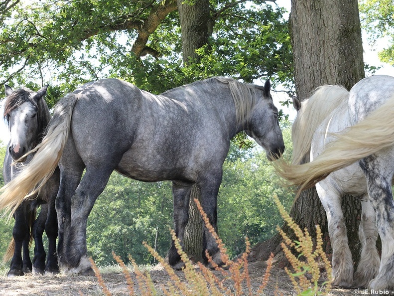 Percherons