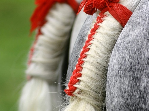 Percherons