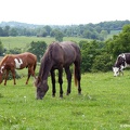 Chevaux dans l'Orne en Normandie