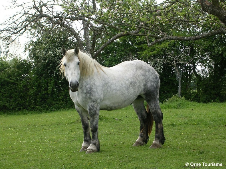 Percheron-cphoto-Orne-Tourisme.jpg.jpg