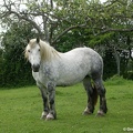 Le Percheron - Orne Normandie