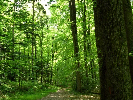 Chemin forestier dans l'Orne en Normandie