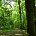 Chemin forestier dans l'Orne en Normandie