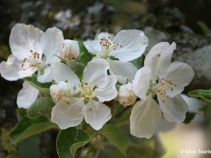Fleurs de Pommiers