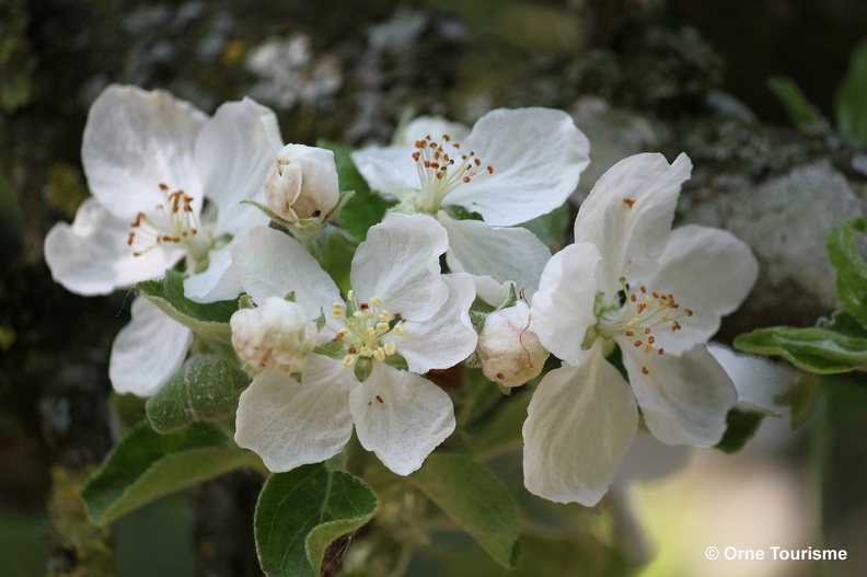 fleurs-de-pommiers-cphoto-Orne-Tourisme.jpg