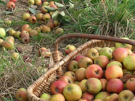 panier-pommes-a-cidre-cphoto-Orne-Tourisme