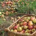 panier-pommes-a-cidre-cphoto-Orne-Tourisme