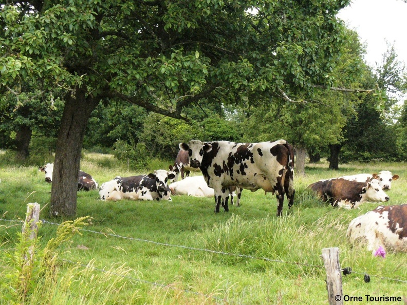 Vache normande