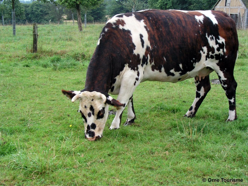 Vache normande