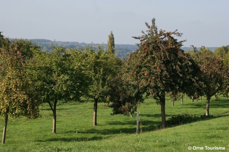 Les vergers du Pays d'Auge Ornais