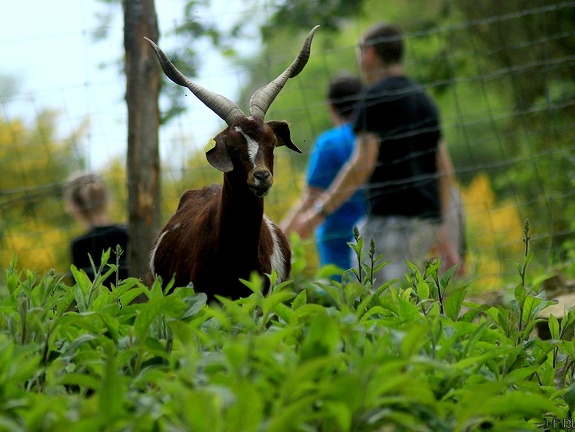Le parc animalier d'Ecouves - Le bouillon