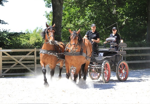 Haras national du Pin - spectacles