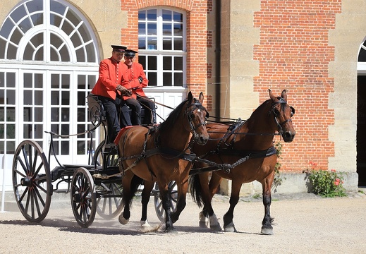 Haras national du Pin - spectacles