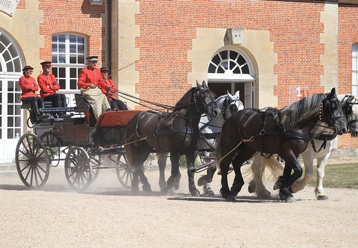 Haras national du Pin - spectacles