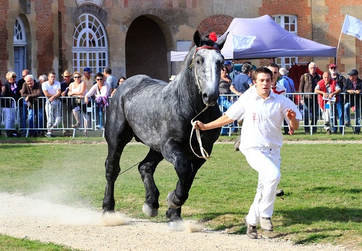 Haras national du Pin - spectacles