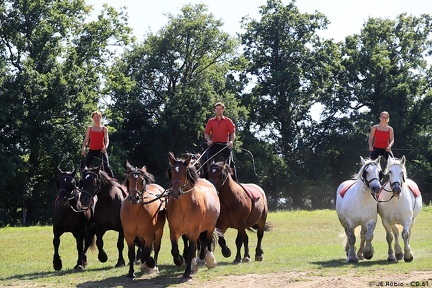 La Michaudière, la ferme du cheval de trait