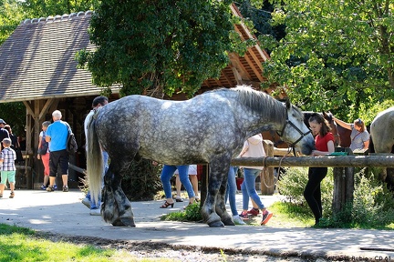 La Michaudière, la ferme du cheval de trait