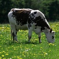 vache normande
