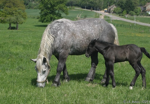 Percherons