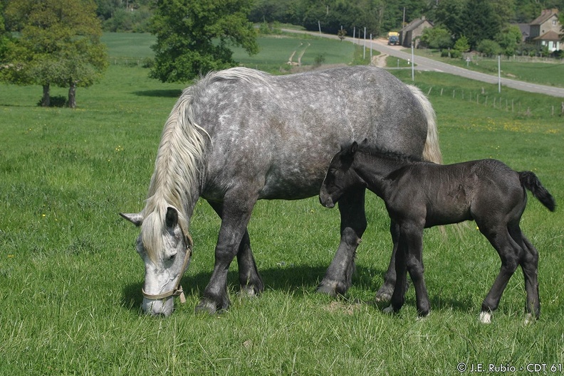 Percherons