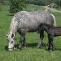 Percherons