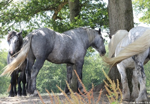 Percherons