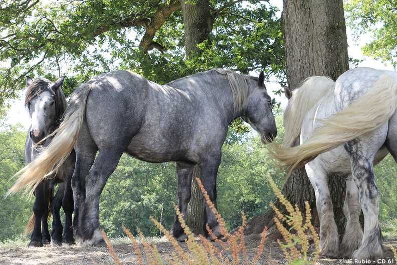 Percherons